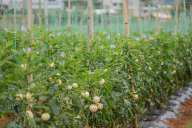 果园里的人生果