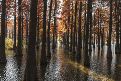 上海青西郊野公园水杉