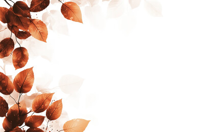 白色背景下的干叶特写镜头