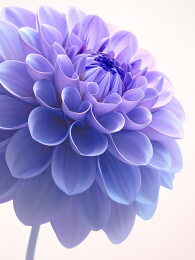 一朵盛开的大丽花