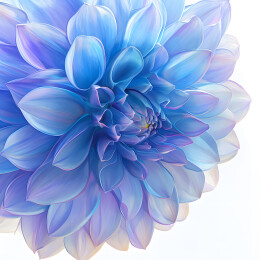 一朵盛开的大丽花