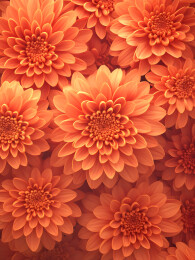 盛开的彩色菊花