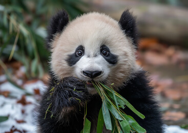 一只大熊猫正在吃竹子