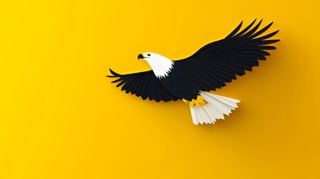 翱翔的鹰企业文化野生动物狩猎攻击商业