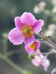 毛茛科植物打破碗花花