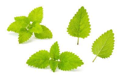 一些新鲜的柠檬香蜂草叶子