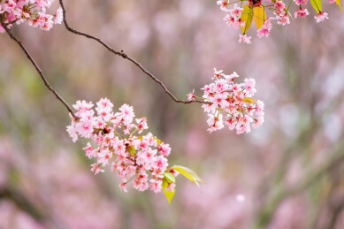 春天日本樱花季花朵森林树木
