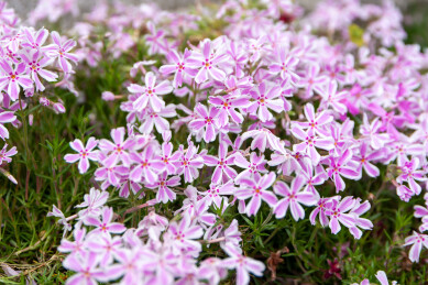 春天日本樱花季花朵森林树木