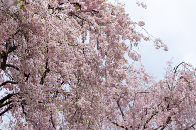 春天日本樱花季花朵森林树木