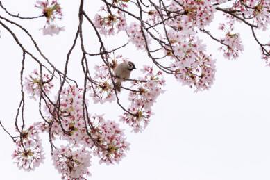 春天日本樱花季花朵森林树木