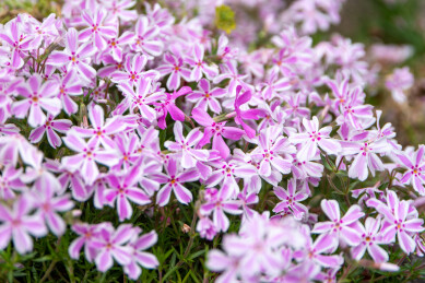 春天日本樱花季花朵森林树木