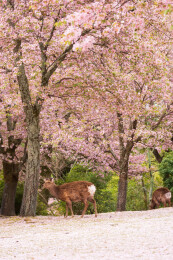 春天日本樱花季花朵森林树木