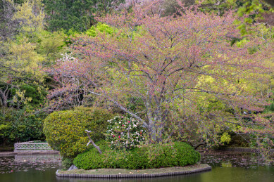 春天日本樱花季花朵森林树木
