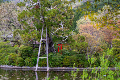 春天日本樱花季花朵森林树木