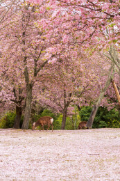 春天日本樱花季花朵森林树木