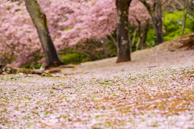 春天日本樱花季花朵森林树木