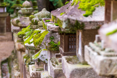 春天日本樱花季花朵森林树木