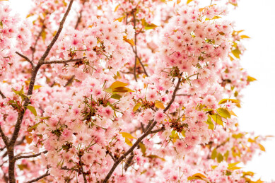 春天日本樱花季花朵森林树木