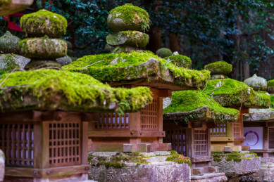 春天日本樱花季花朵森林树木
