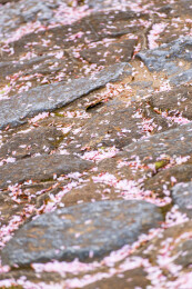 春天日本樱花季花朵森林树木