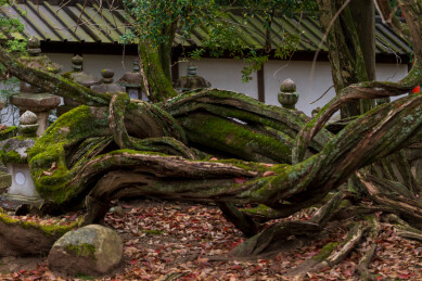 春天日本樱花季花朵森林树木