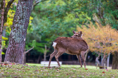 春天日本樱花季花朵森林树木