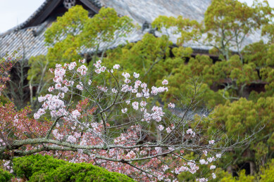 春天日本樱花季花朵森林树木