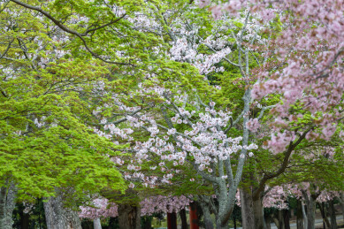 春天日本樱花季花朵森林树木