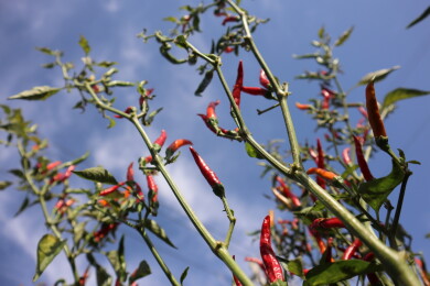 朝天椒长势喜人