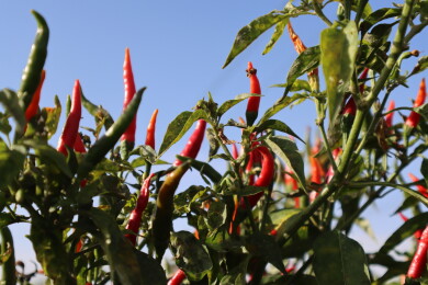 朝天椒长势喜人