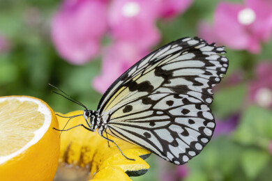 上海动物园蝴蝶展里的大帛斑蝶特写