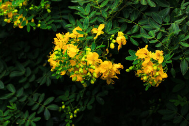 双荚决明小黄花