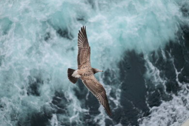 在海面与游船一起飞翔的海鸥