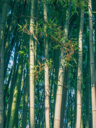 上海嘉定秋霞圃竹林