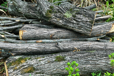 树木砍伐植被破坏