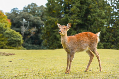 日本奈良公园的鹿