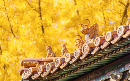 故宫的秋天，延禧宫里金黄的银杏