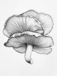 灵芝素描线稿