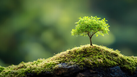 绿色小树苗