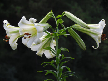 野生的泸定百合花