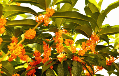 山东枣庄山亭区城市公园丹桂飘香