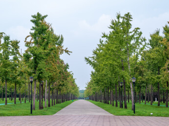 江苏扬州市宋夹城景区考古遗址公园风景