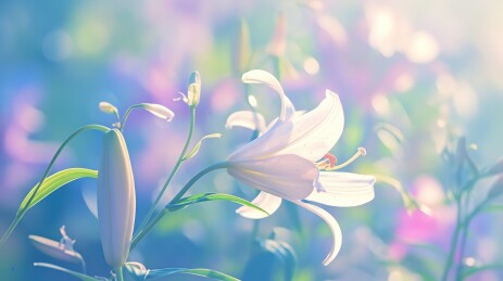 铃兰花主题