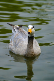 斑头雁在水面上游水觅食特写