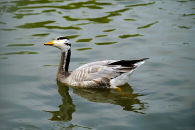 斑头雁在水面上游水觅食特写