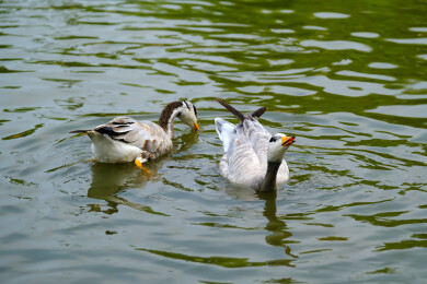 斑头雁在水面上游水觅食特写