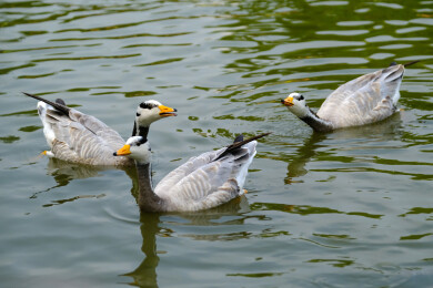 斑头雁在水面上游水觅食特写