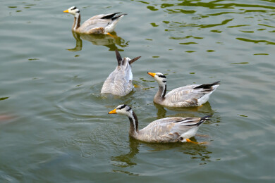 斑头雁在水面上游水觅食特写