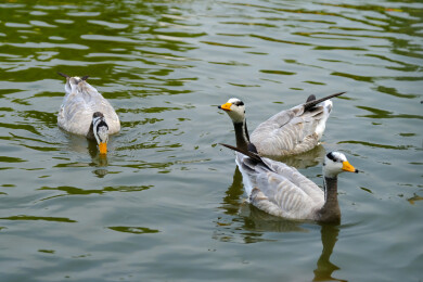 斑头雁在水面上游水觅食特写