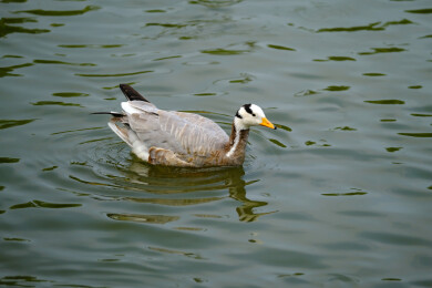 斑头雁在水面上游水觅食特写